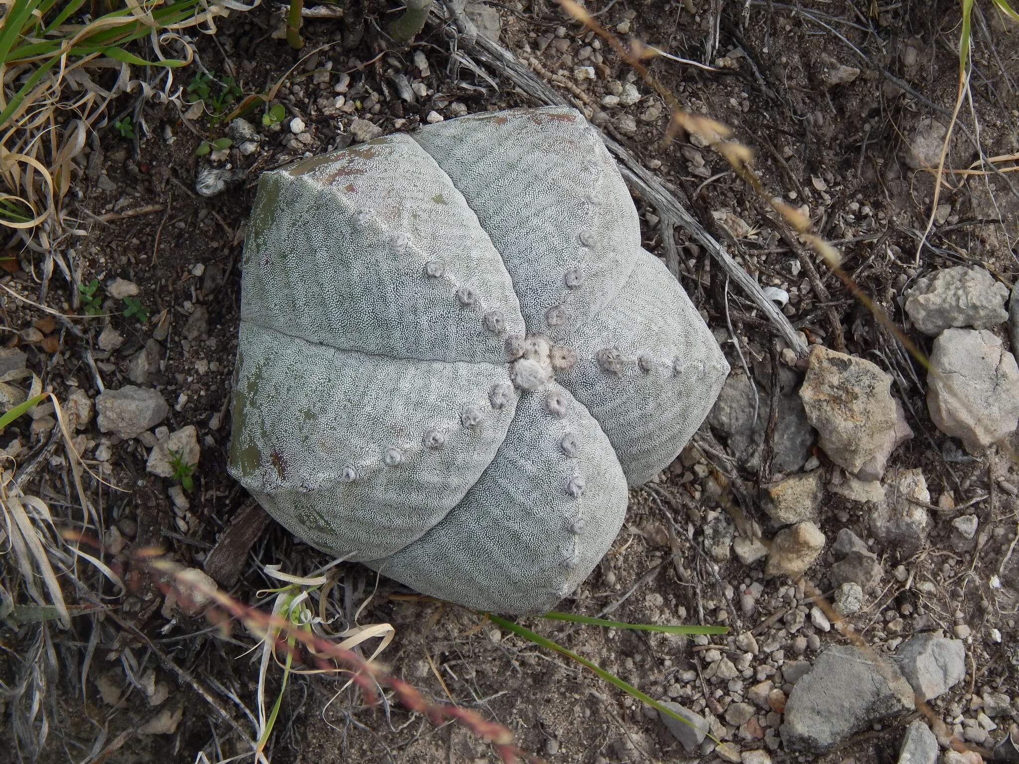 Astrophytum myriostigma nudum 